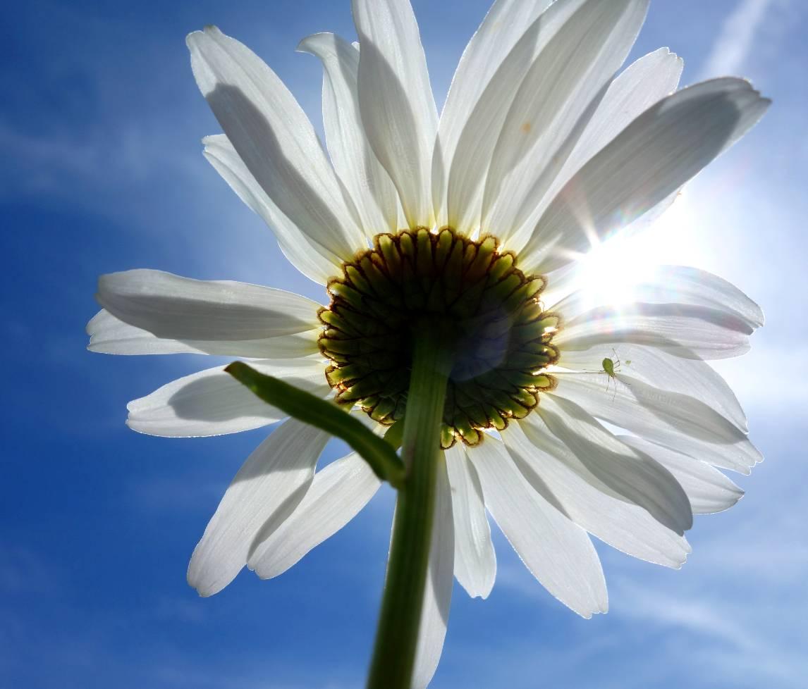 Ox-eye Daisy