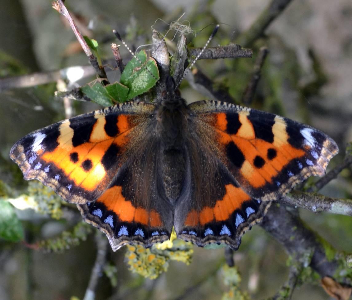 Tortoiseshell butterfly