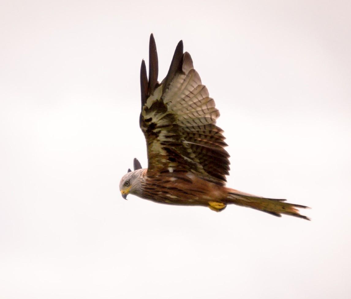 Red kite