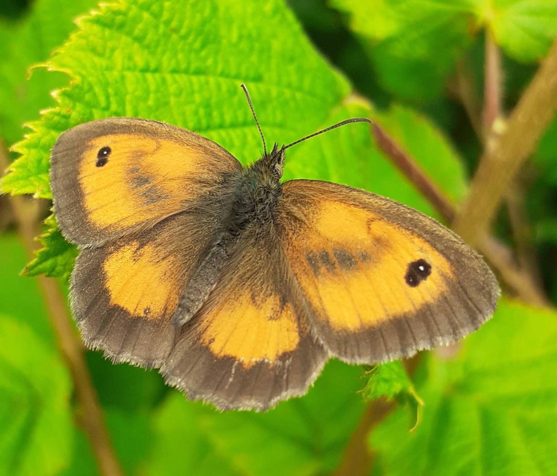 Gatekeeper butterfly