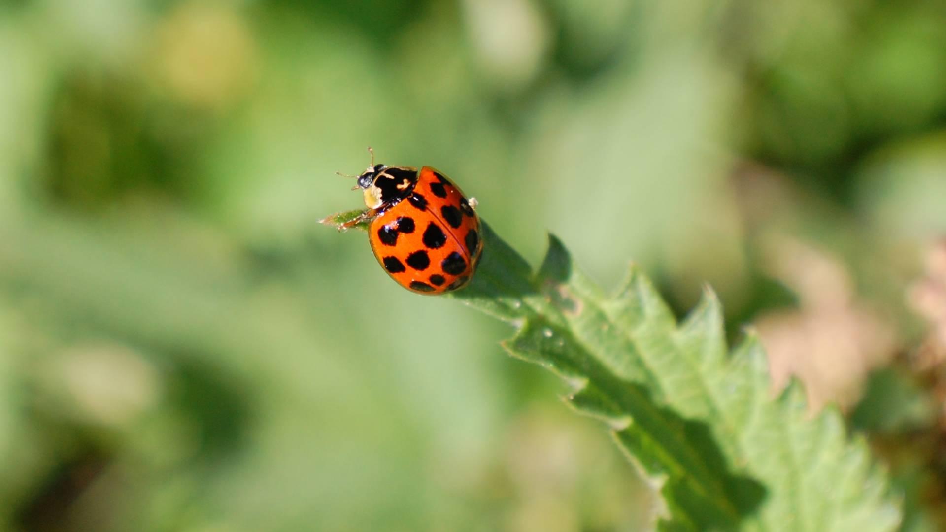 Harlequin ladybird