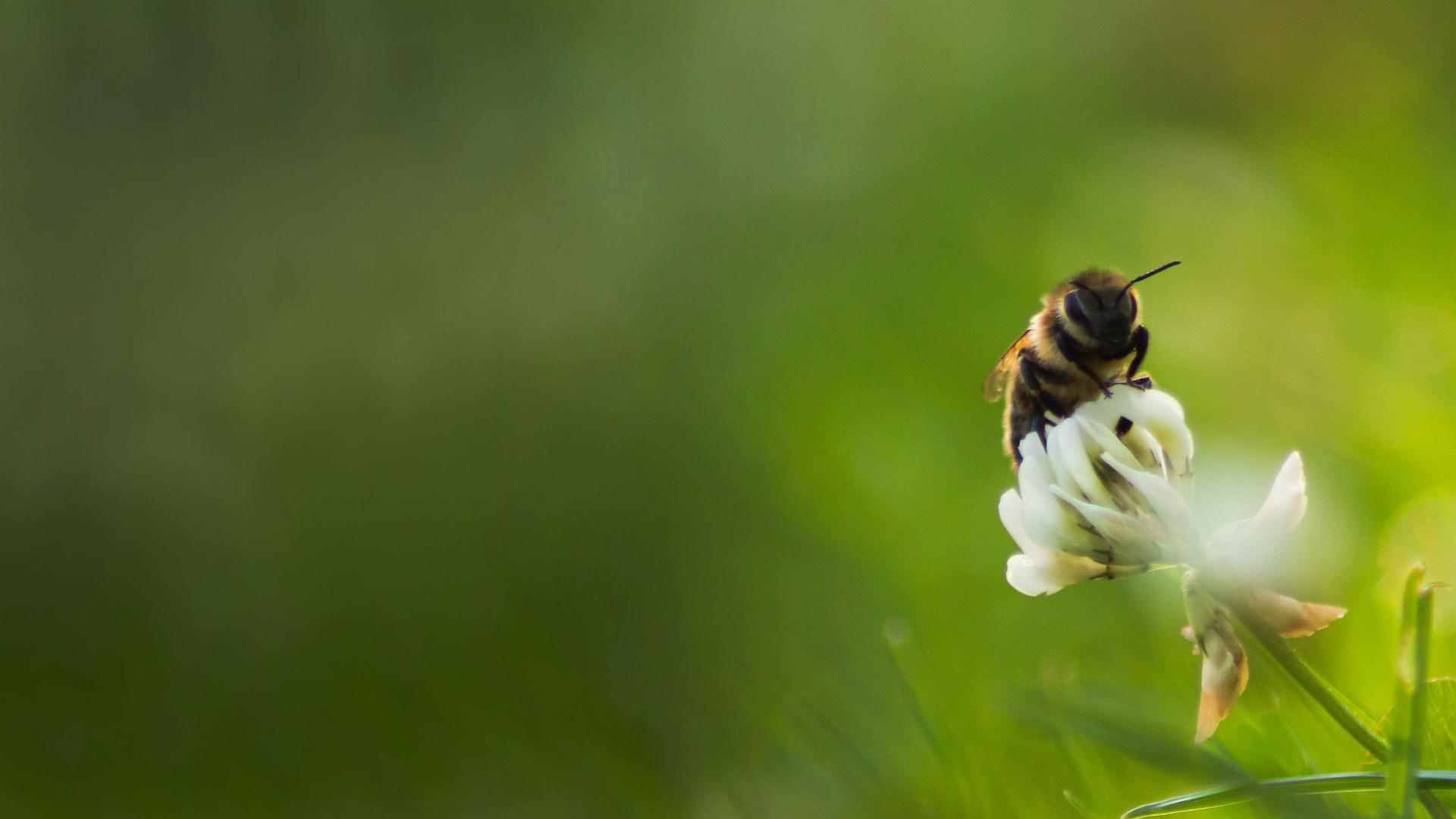 Bee on clover